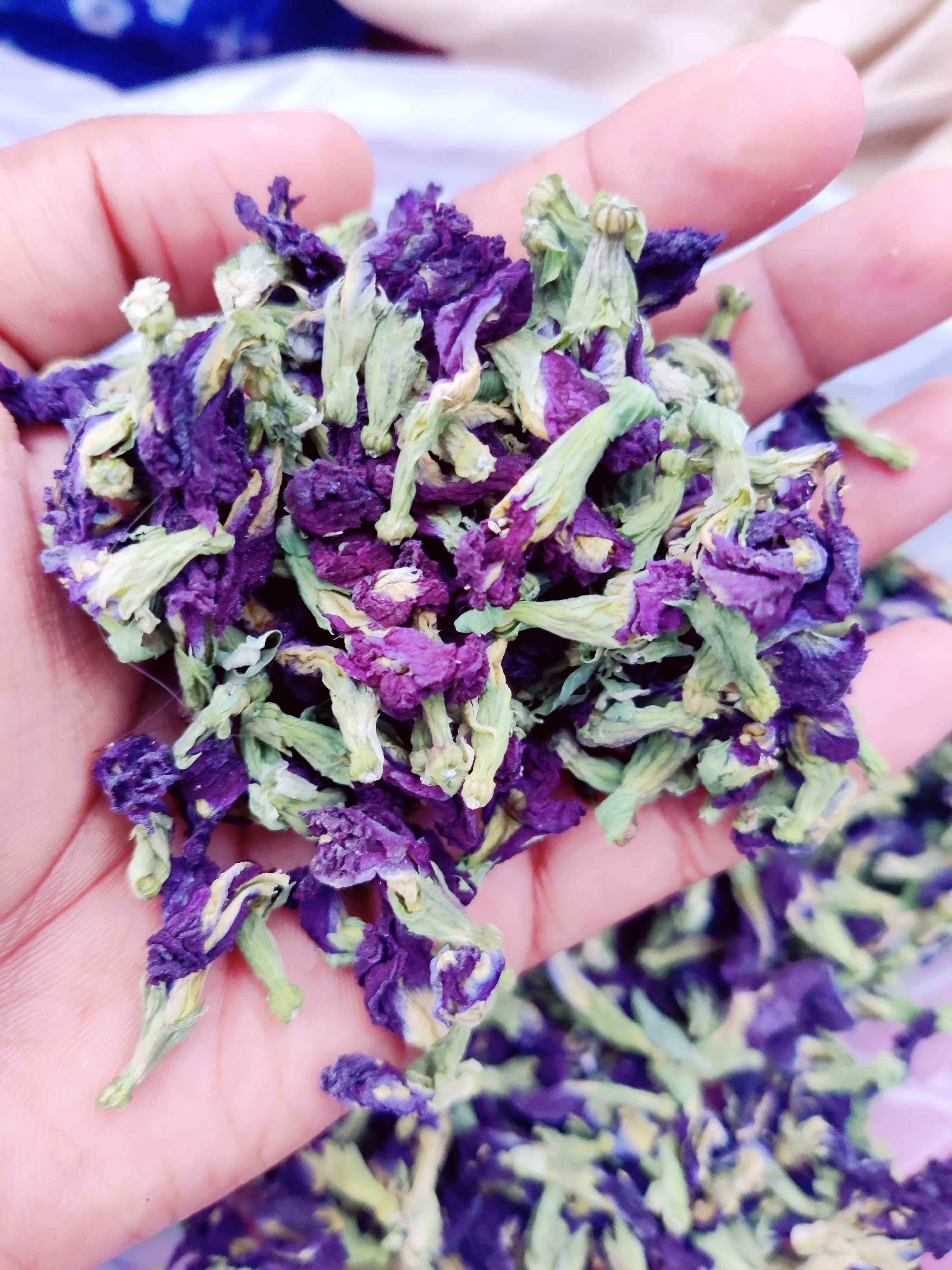 Butterfly pea dried flowers bulk export quality from THS IMPEX India