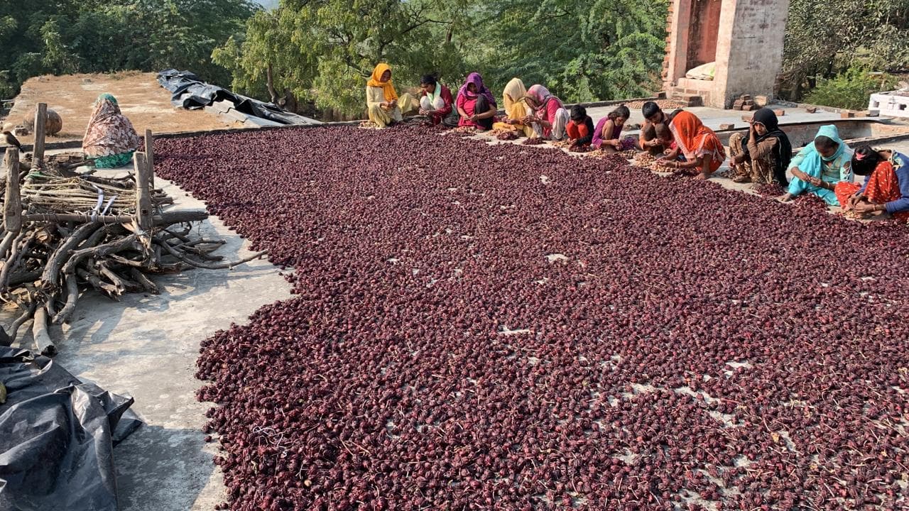 Hibiscus flowers drying on ground with workers sorting them in Uttar Pradesh, India