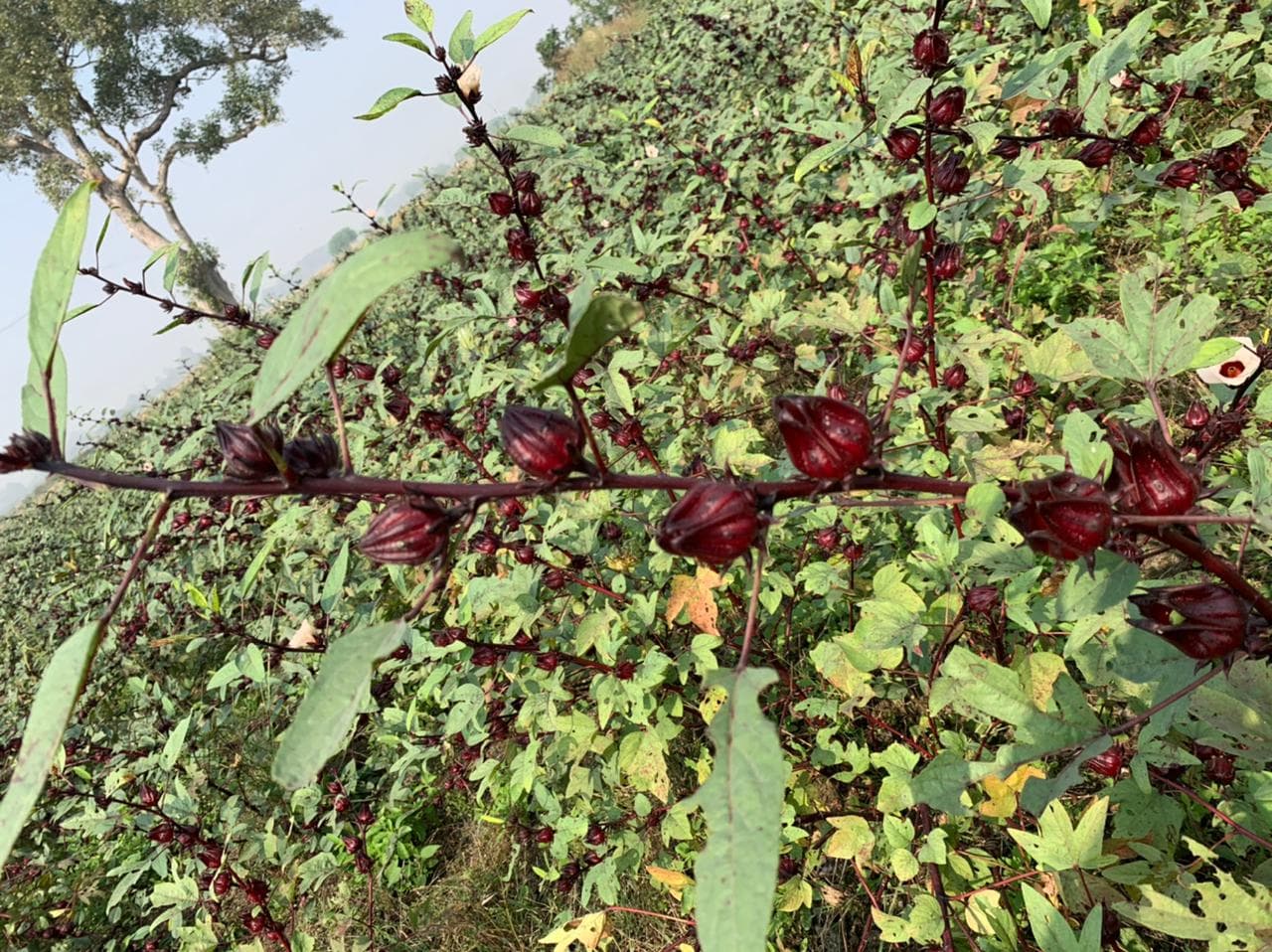 Close-up of hibiscus flowers blooming on the plant with deep red petals