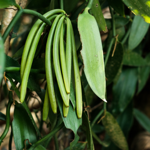 Fresh gourmet vanilla beans growing on vine in Kerala, India for premium export markets